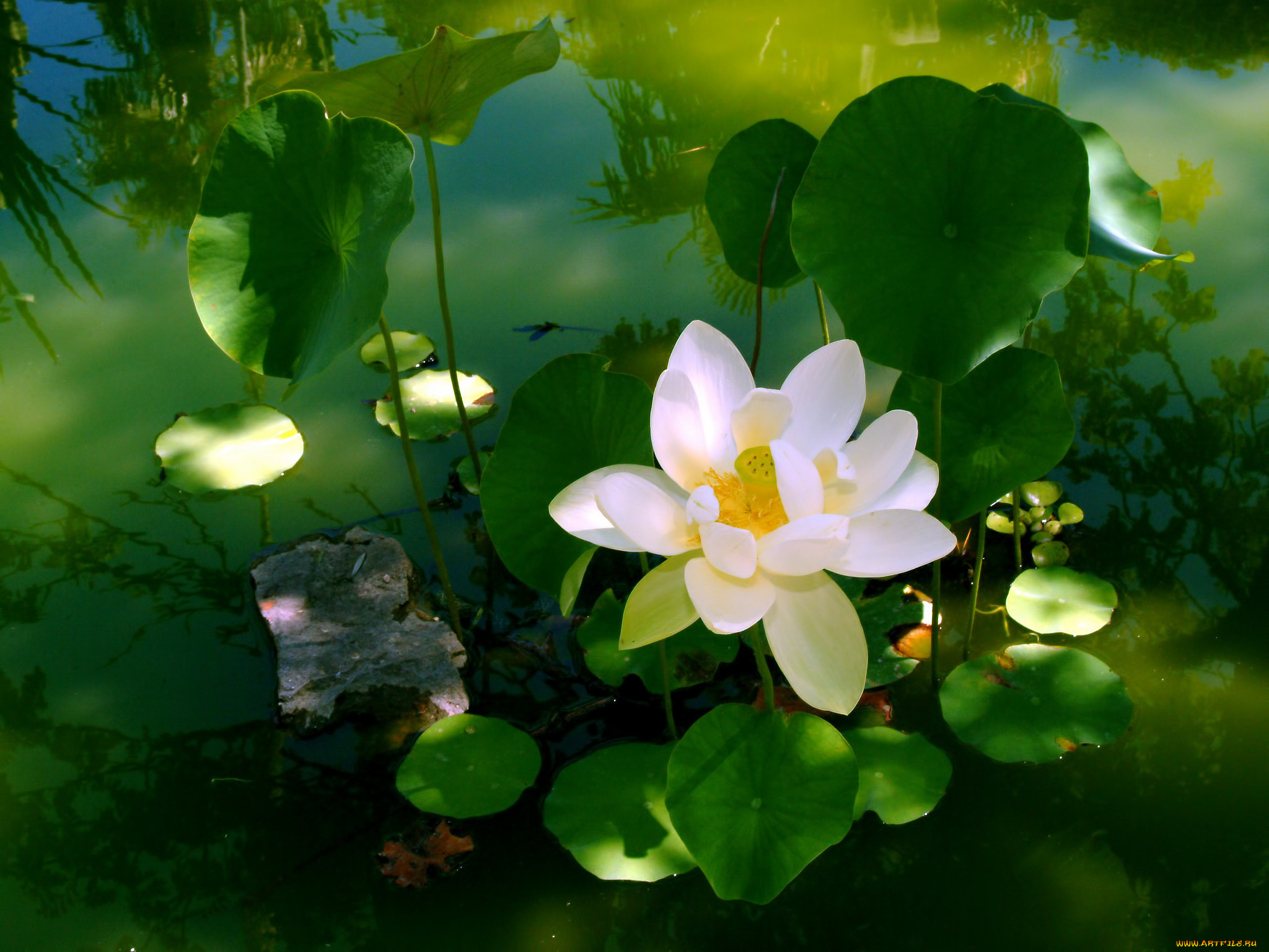 Вода цветы красиво. Лотос кувшинка. Лилии кувшинки Лотосы. Белый Лотос кувшинка. Водяная Лилия кувшинка.